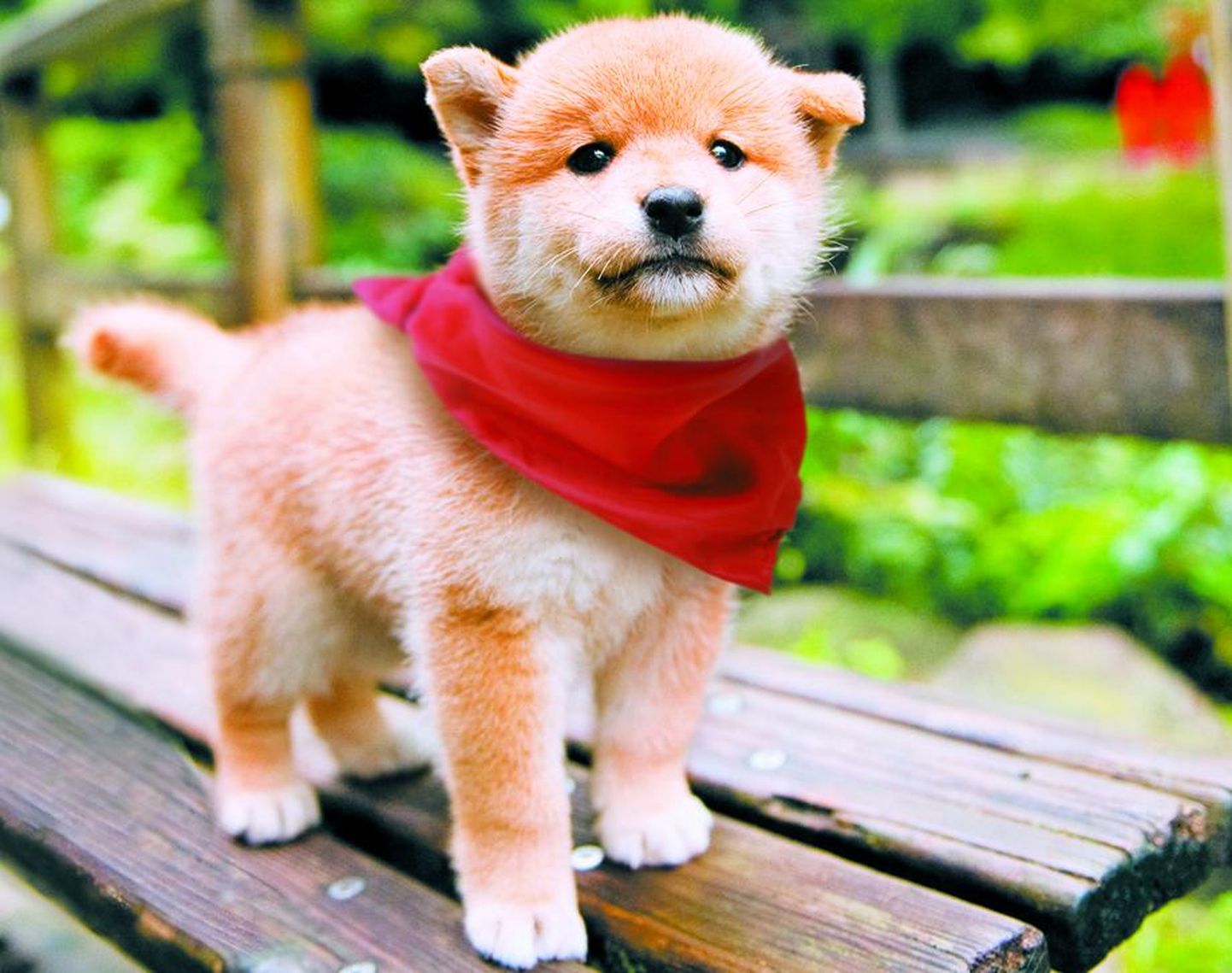 Jaapani lastefilmi “Mameshiba Cubbish Puppy” üks peategelasi on kutsikas Ichiro.