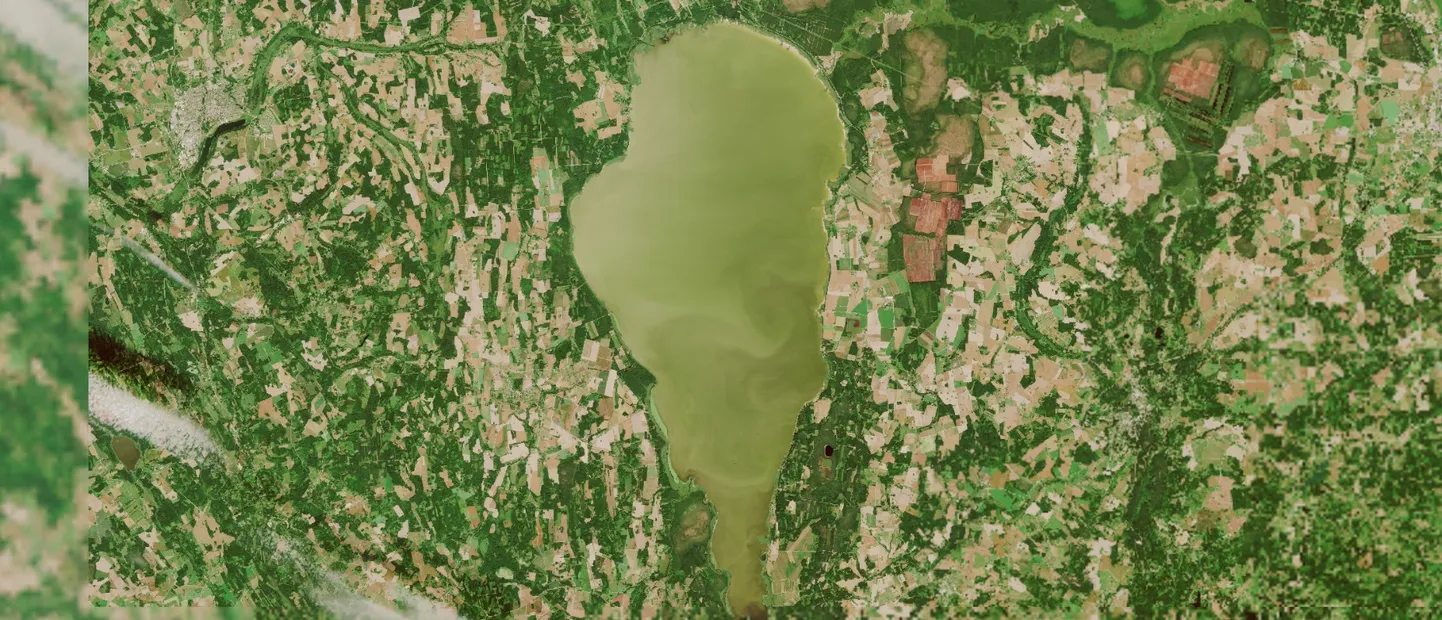Vetikad Võrtsjärves.