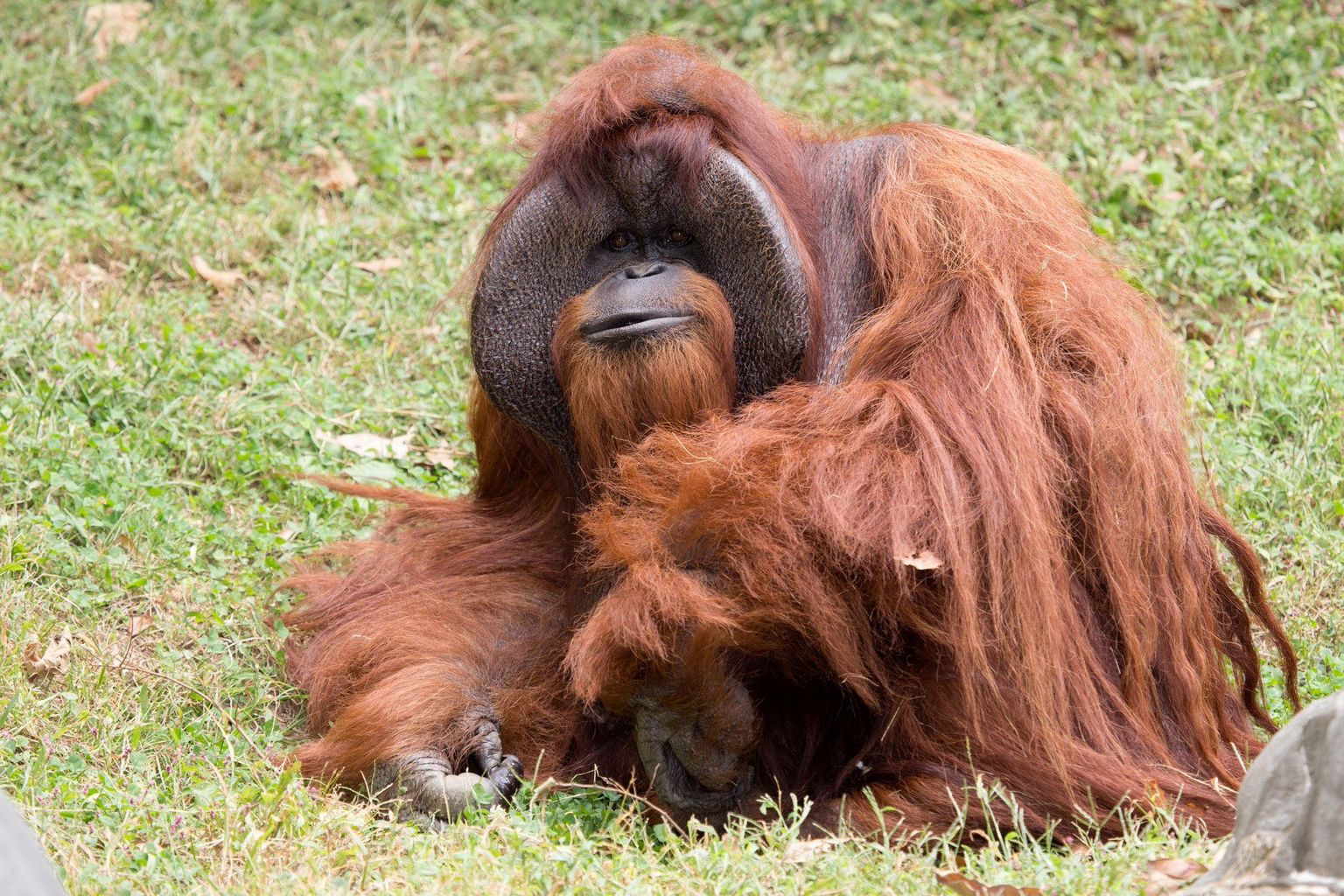 Orangutan Chantek.