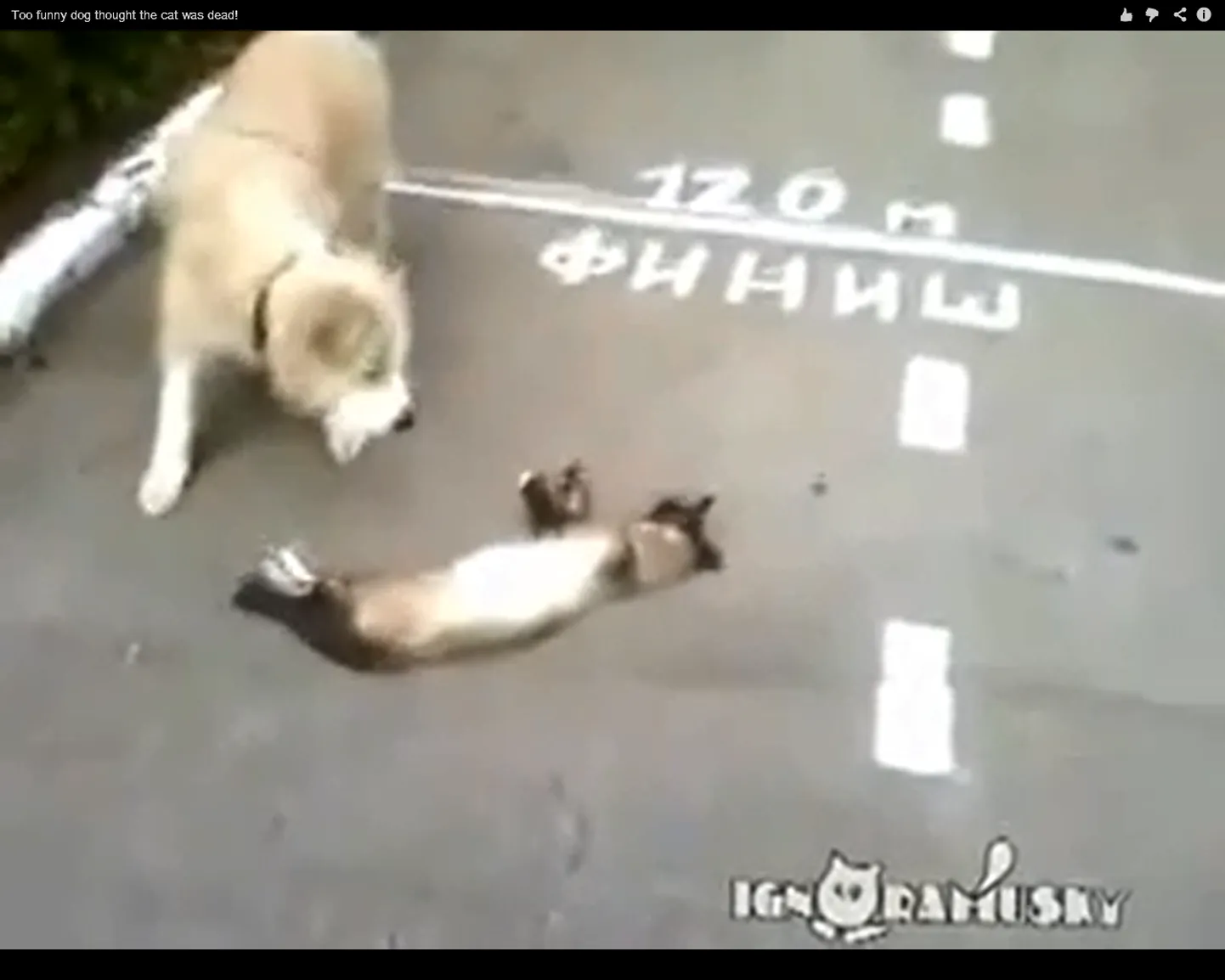 Tark vene kass teeb koerale teatrit ja mängib surnut