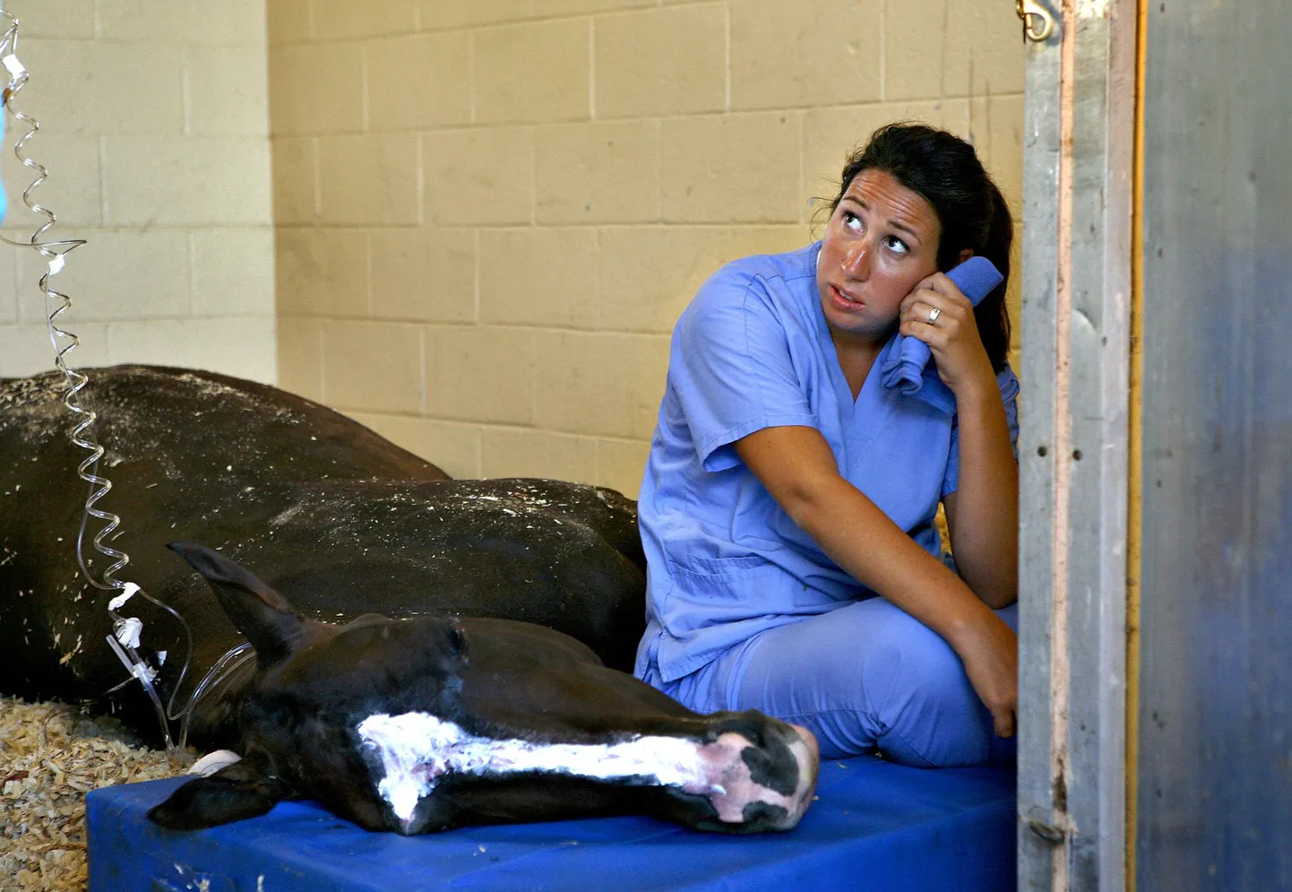 Palm Beachi hobusekliiniku loomaarst Ginny Powell üritab surevat hobust päästa.