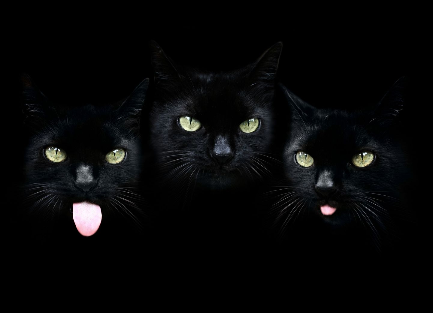 Черные кошки.