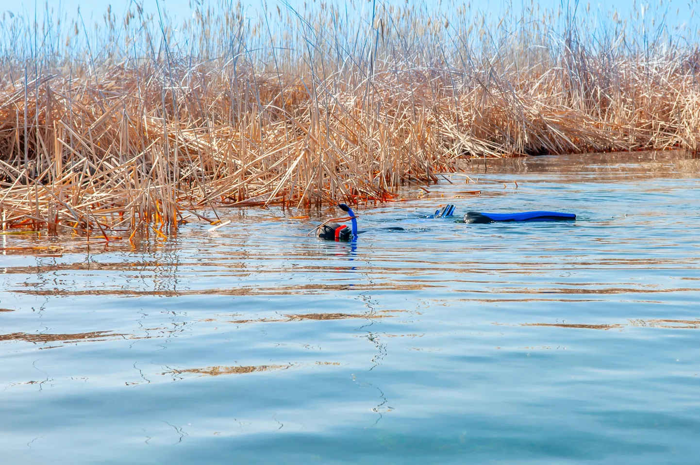 Водолаз в водоеме. Иллюстративное фото