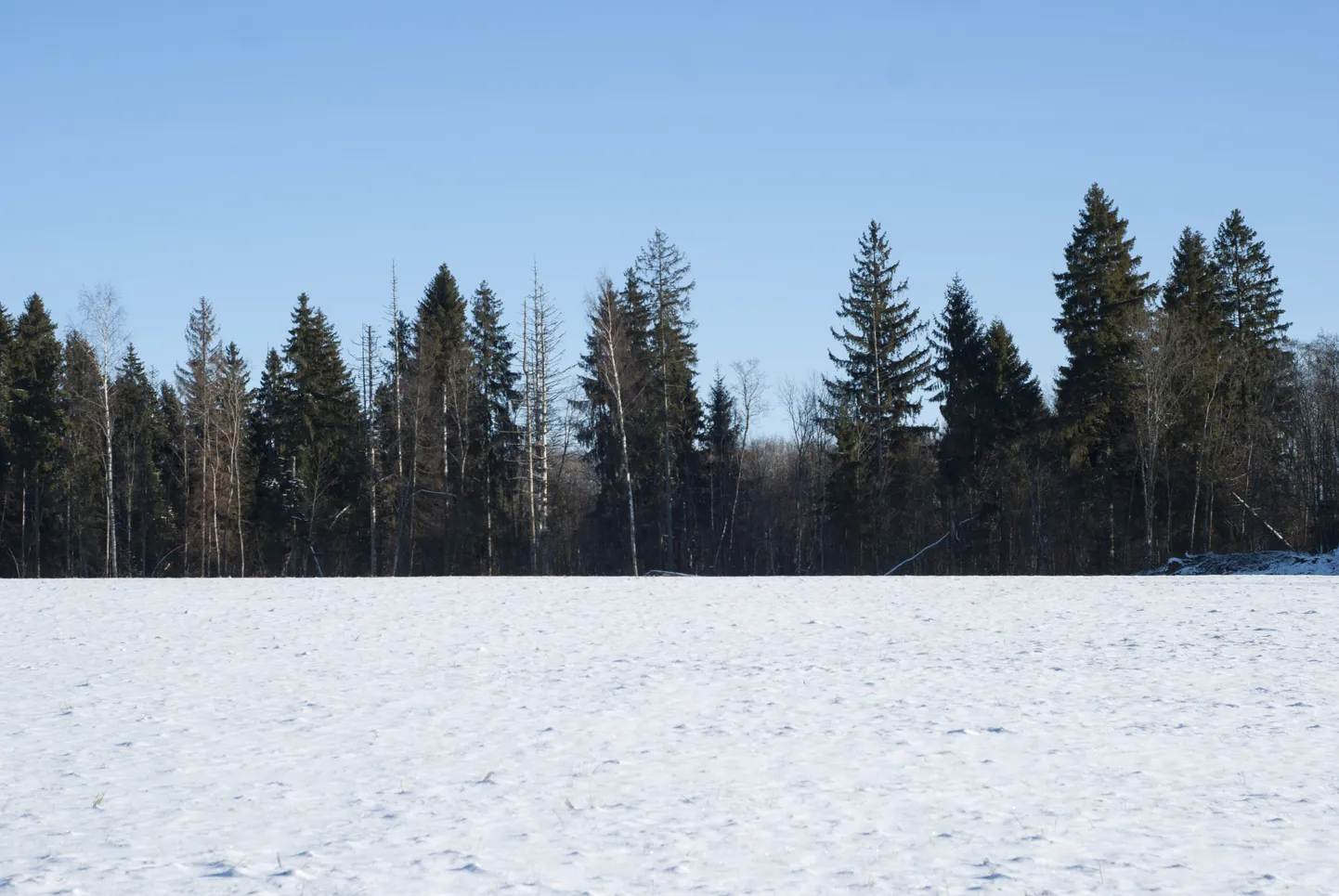 Esmakordselt tehti kindlaks, kui palju puid maailmas on.