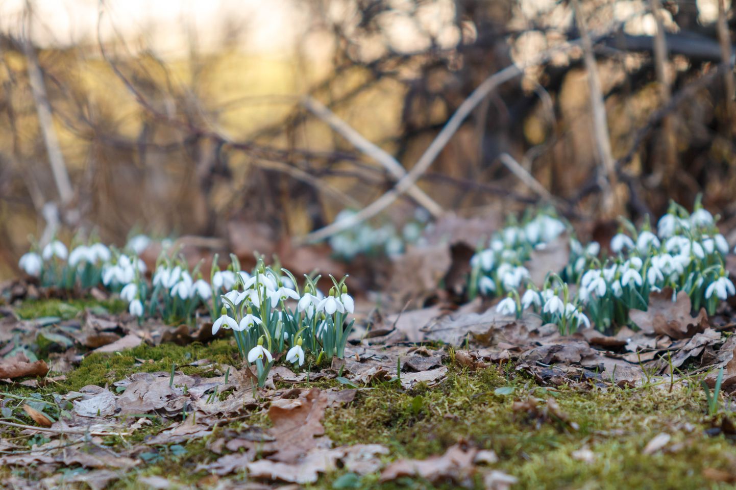 Весна в Эстонии. Иллюстративное фото.
