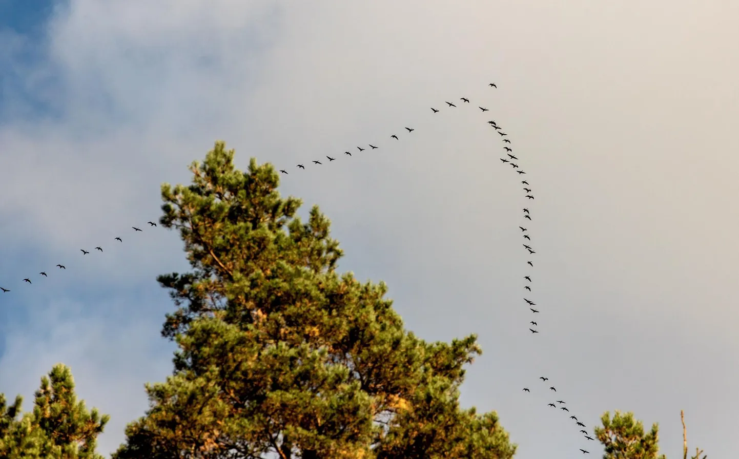 Rändlinnud lendavad parvedena lõunasse.