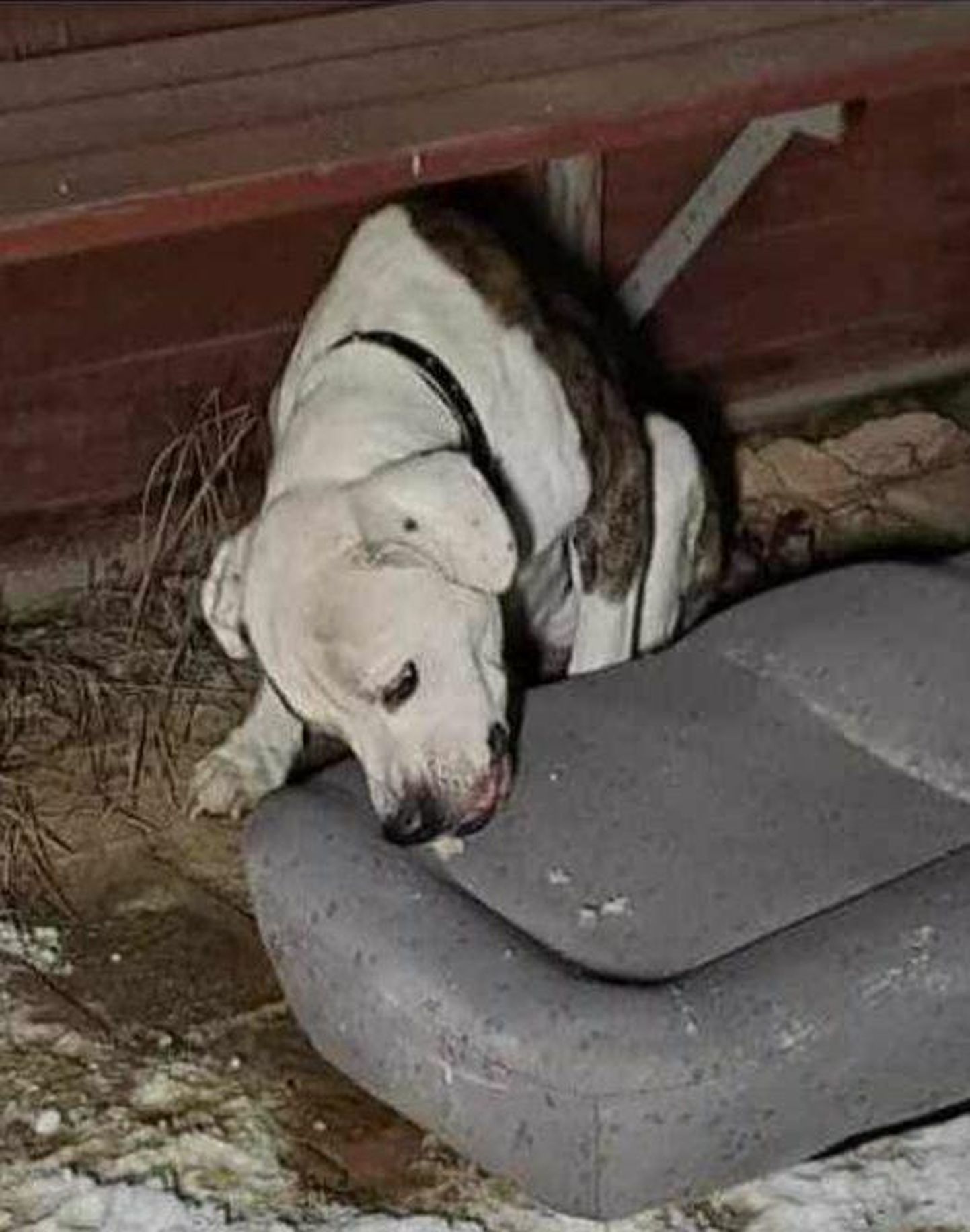 Selline koer lõdises jõuludest saadik Laatre bussipeatuses ning pääses neljapäeval loomakliinikusse ravile.