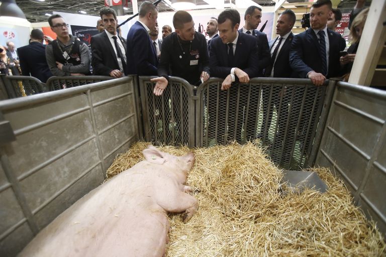 Macron seakasvatajaga tema looma imetlemas.