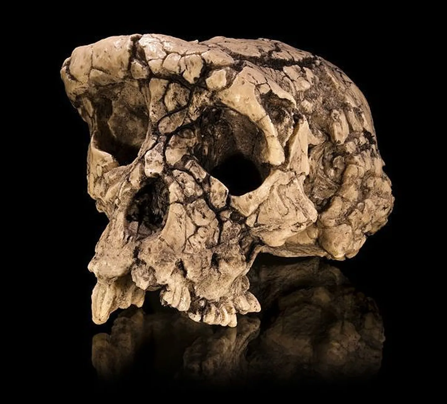 Sahelanthropus tchadensis´e kolju jäänus