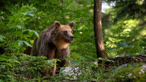 В этом году охотникам разрешили застрелить более девяноста медведей
