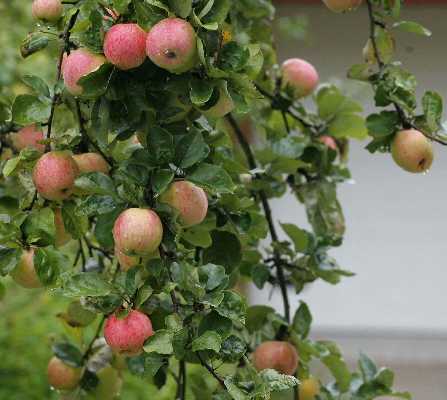 В Ботаническом саду расскажут о лучших эстонских яблоках.