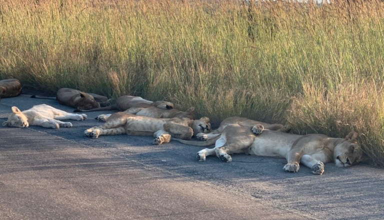 Lõuna-Aafrika Krugeri rahvuspargis käivad lõvid teedel peesitamas. Seni peitsid loomad end turistide eest põõsastesse ja pargi kaugematesse osadesse.
