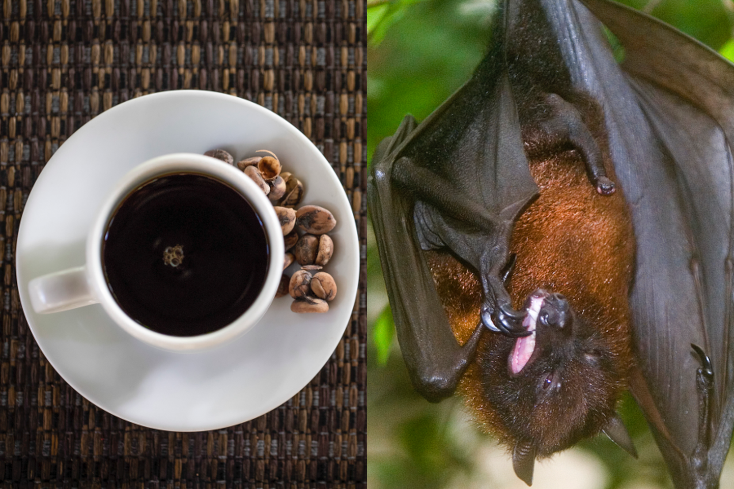 Madagaskaril kogub populaarsust hinnaline kohviuba, mida on oma süljega rikastanud nahkhiired.