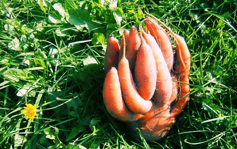 Artikli foto