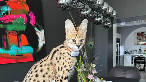 Saldū no privātmājas izbēdzis eksotisks kaķis