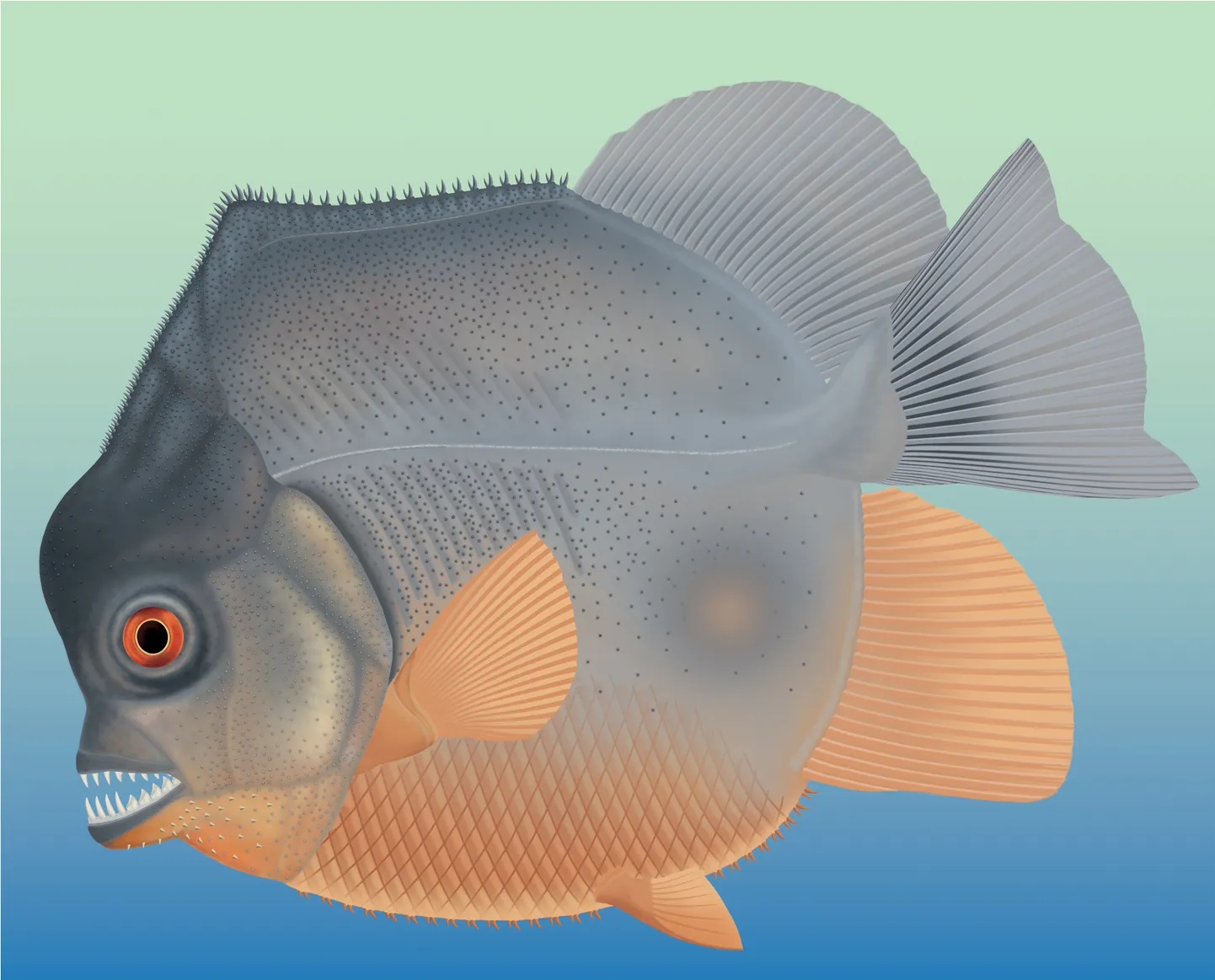 “Piranhamesodon pinnatomus” rekonstrukcija