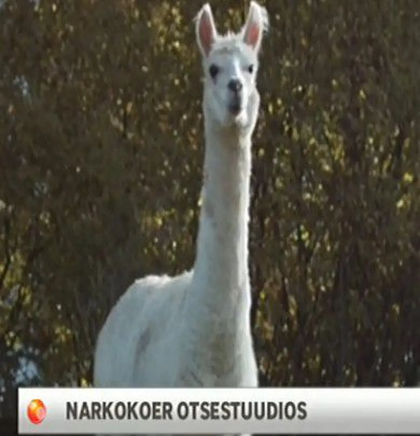 Narkokoer otsestuudios