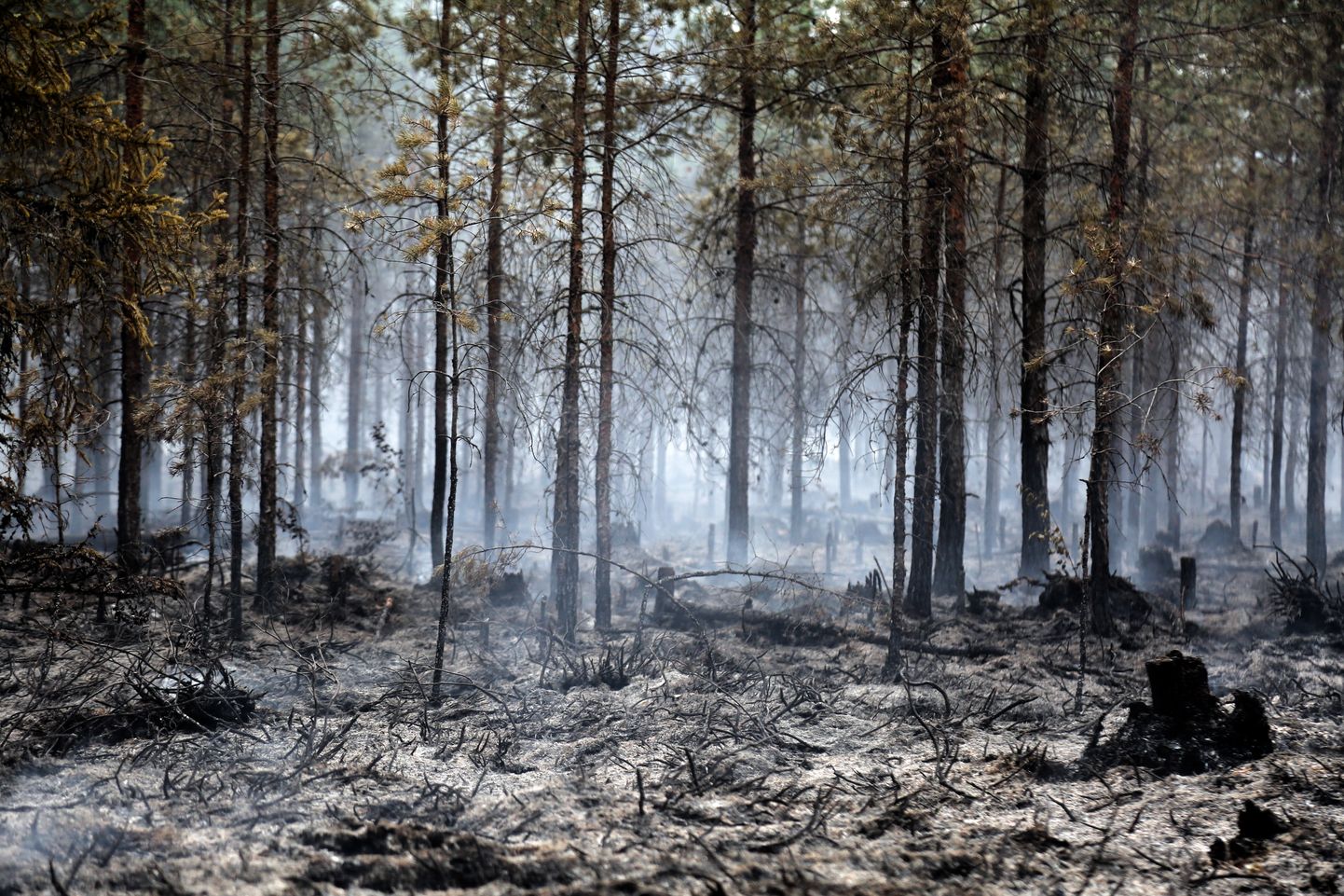 Пожар в лесу и на торфяниках в Валдгалской волости