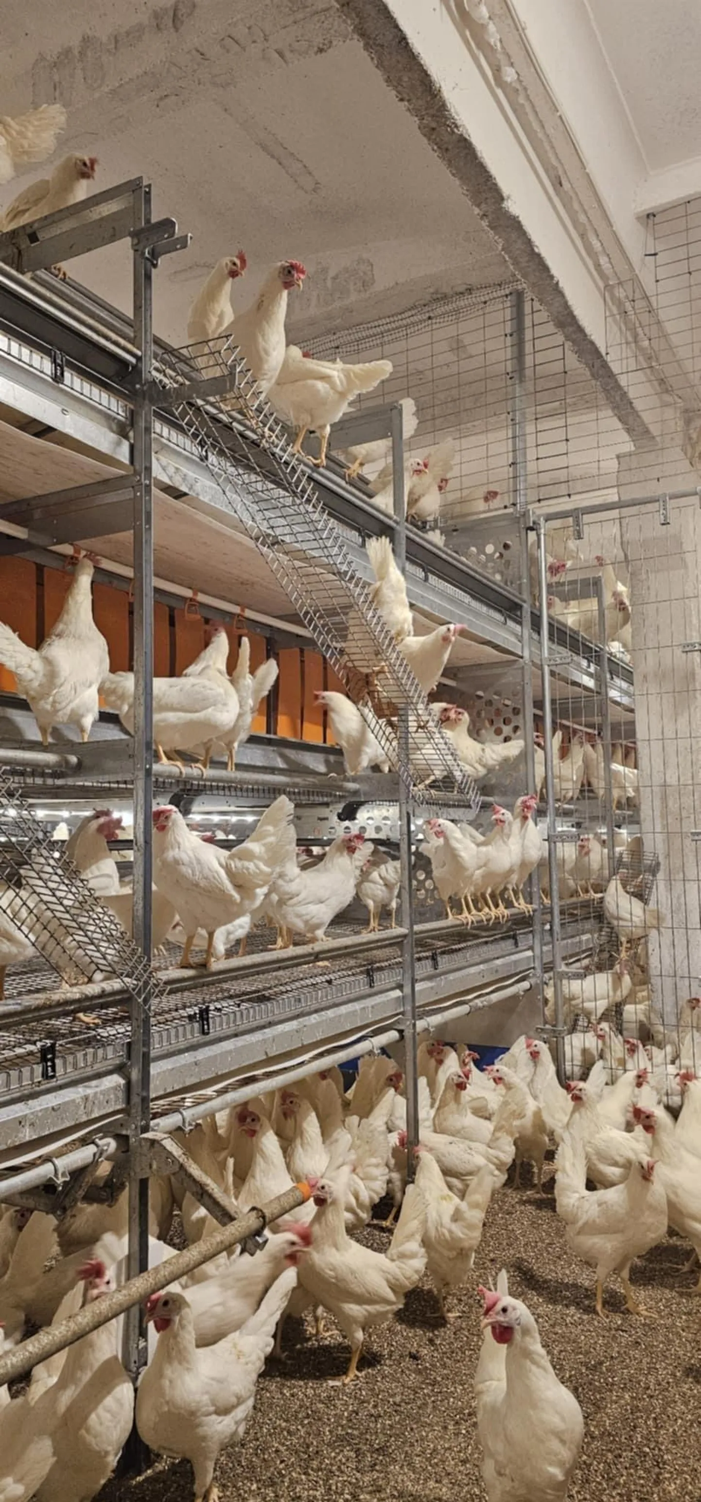 Kulli kanala aprillis, kui kanad on farmiga kohanenud ja munevad mune, mis suuruse poolest sobivad ka juba kaubandusvõrku.