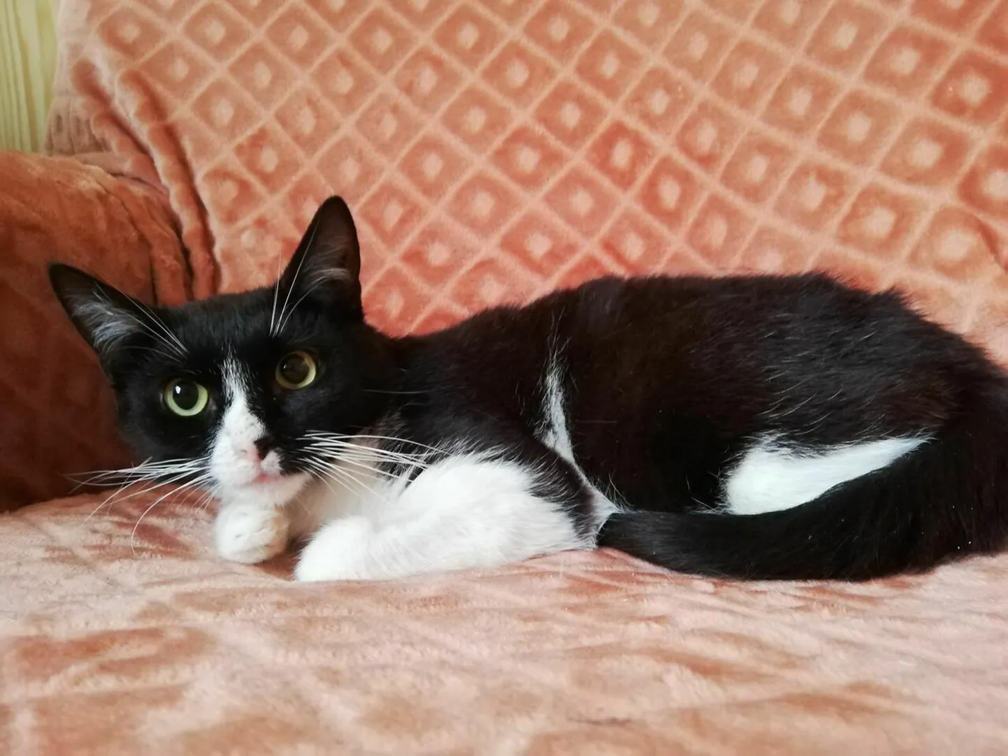 Robi