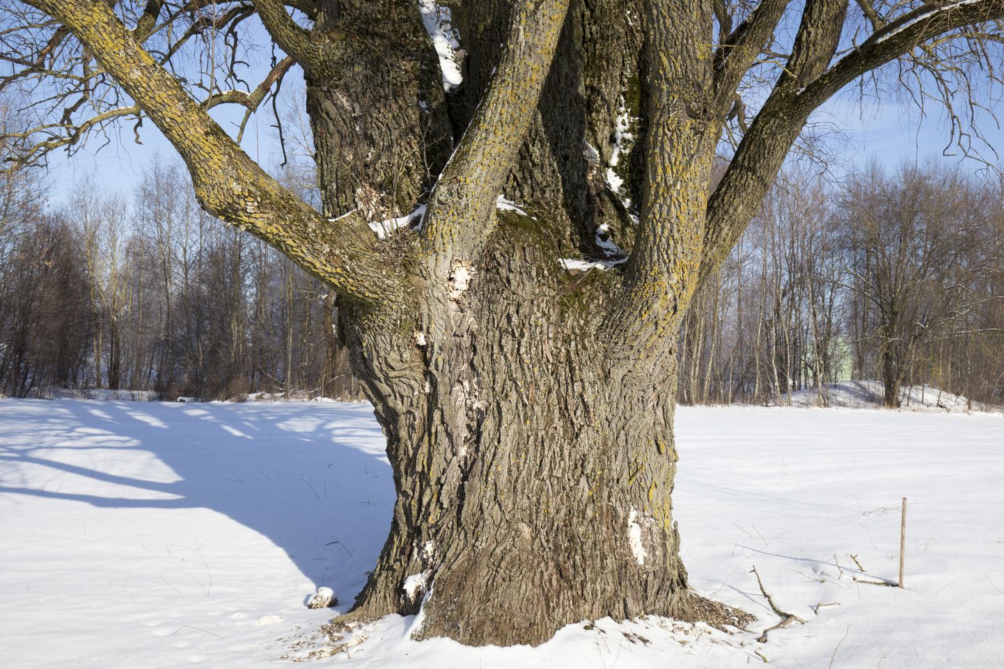 Viljandi piiril Tartu maantee ääres jäi arborist Piia Kivisillale silma mitu jämedat vana hõbepaju ehk remmelgat. Fotol oleva puu ümbermõõt on 715 sentimeetrit.