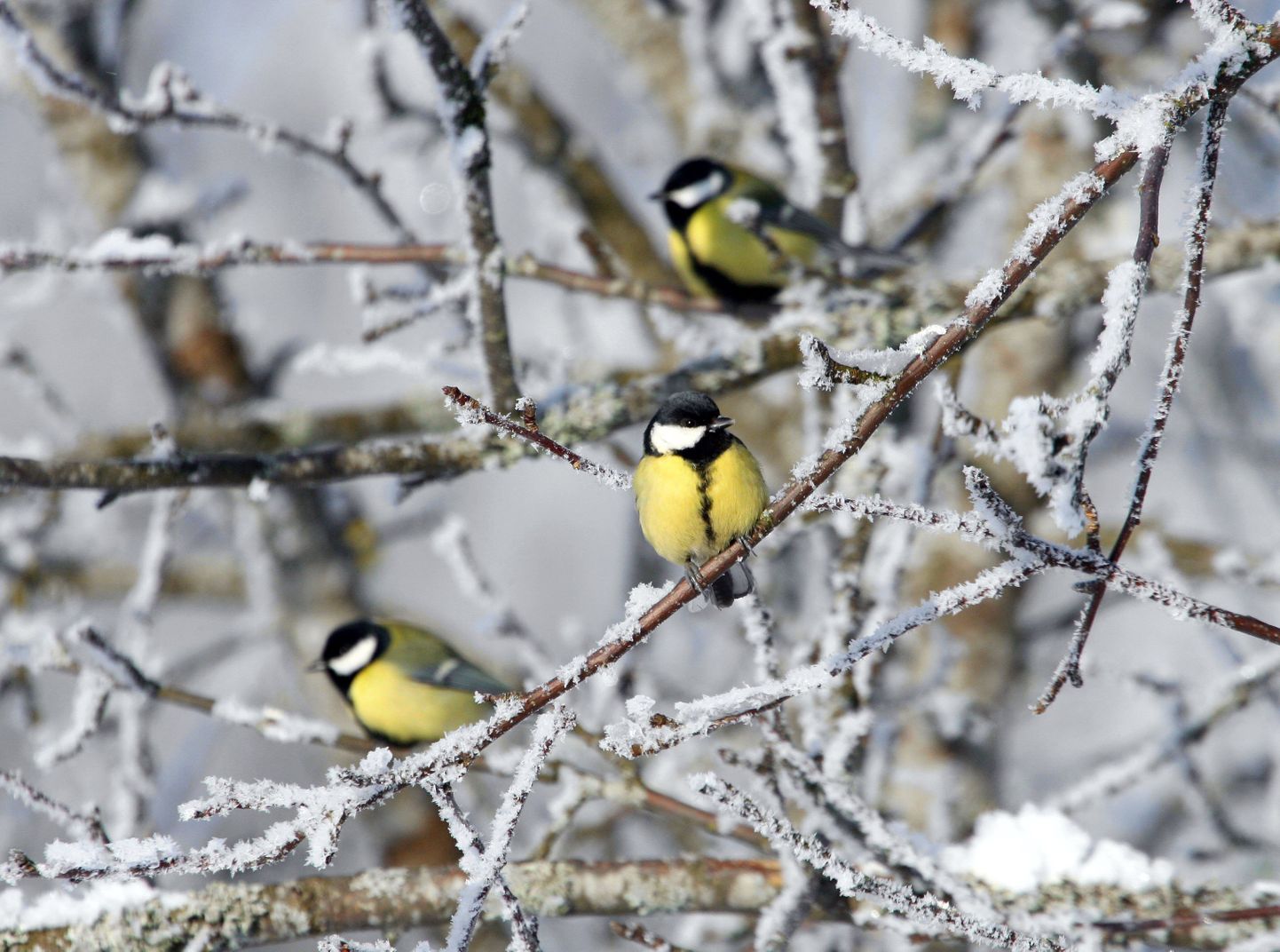 Eesti ornitoloogiaühing kutsub kõiki linnusõpru jaanuari viimasel nädalavahetusel osalema talvisel aialinnuvaatlusel.