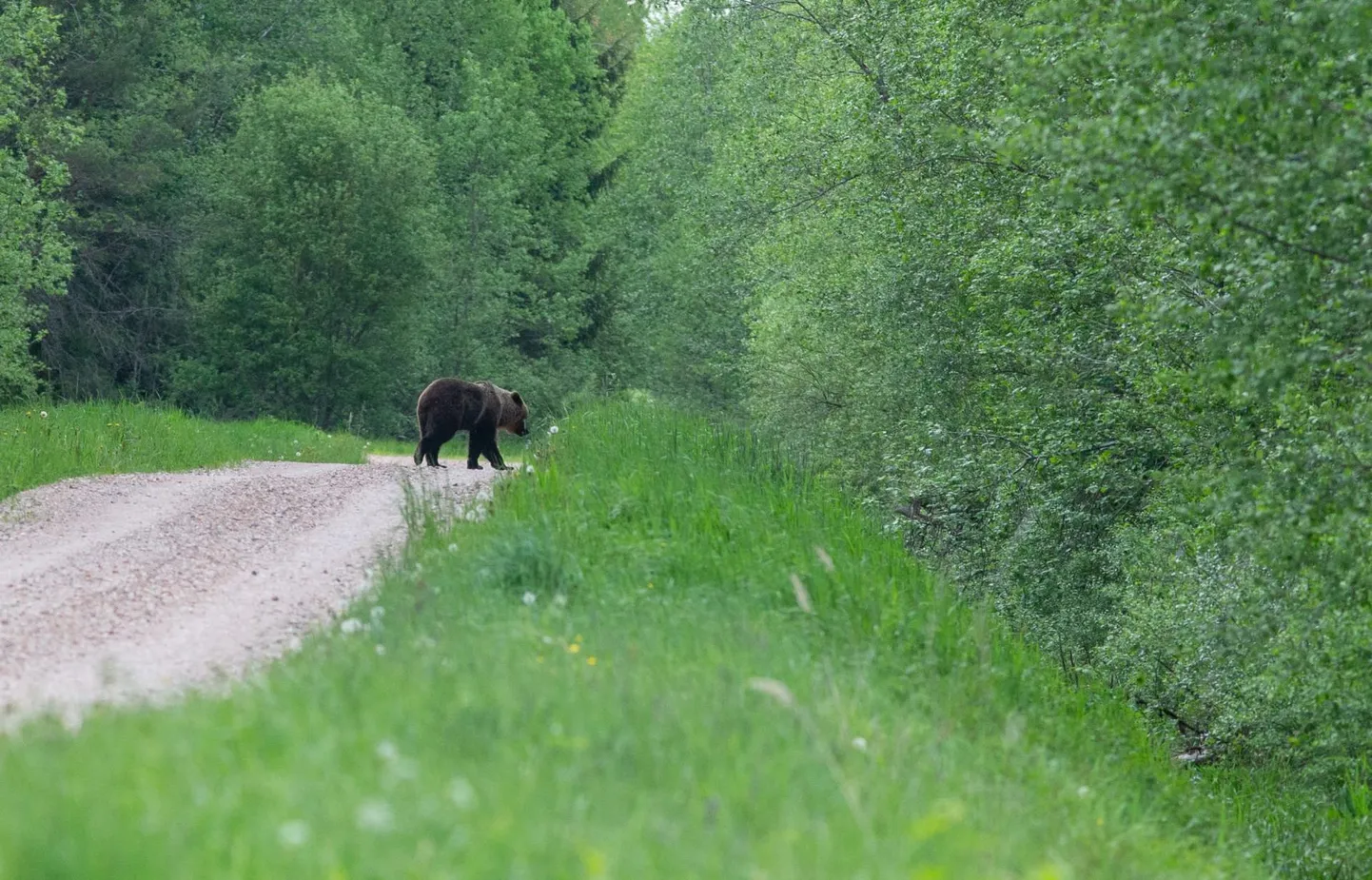 Lääne-Virumaal on kütid lasknud tosin karu ja rohkem lasta ei või.