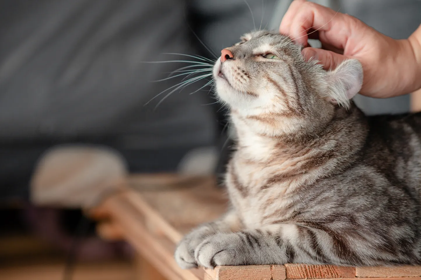 Кошка. Иллюстративное фото