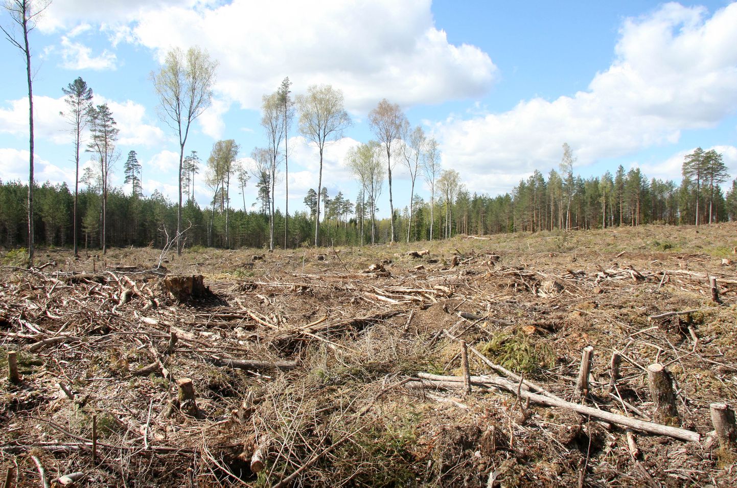 Вырубленный RMK государственный лес.
