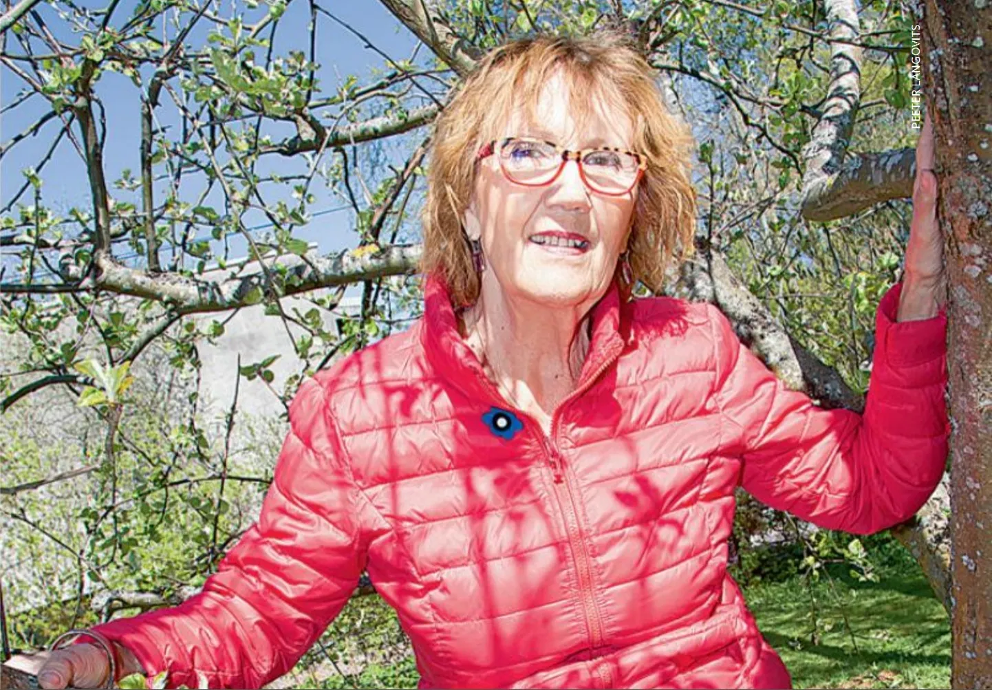 Reet Linna roniski 60+ palvel õunapuu otsa! Ainuüksi seda pilti vaadates läheb tuju heaks.