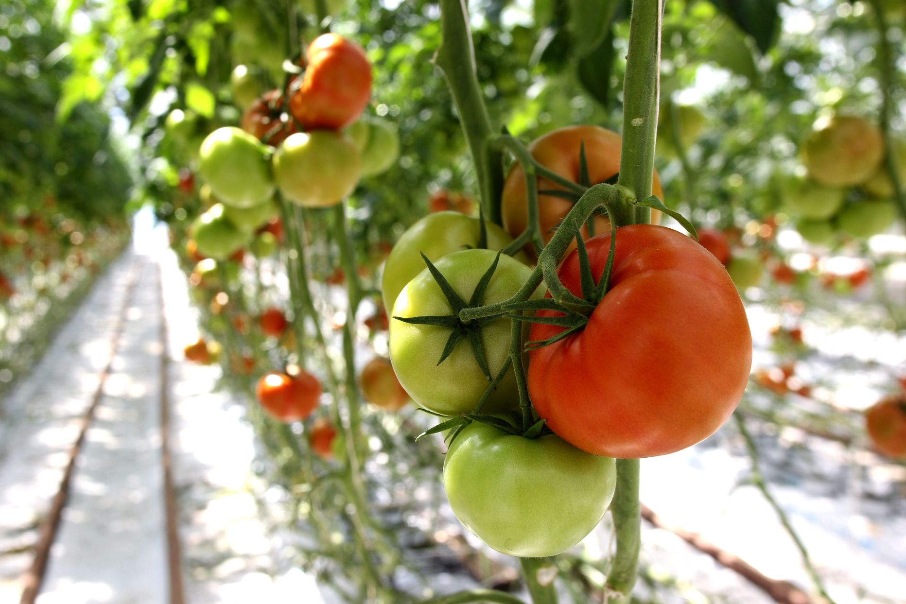Sagro aiandis kasvavad tomatid.
