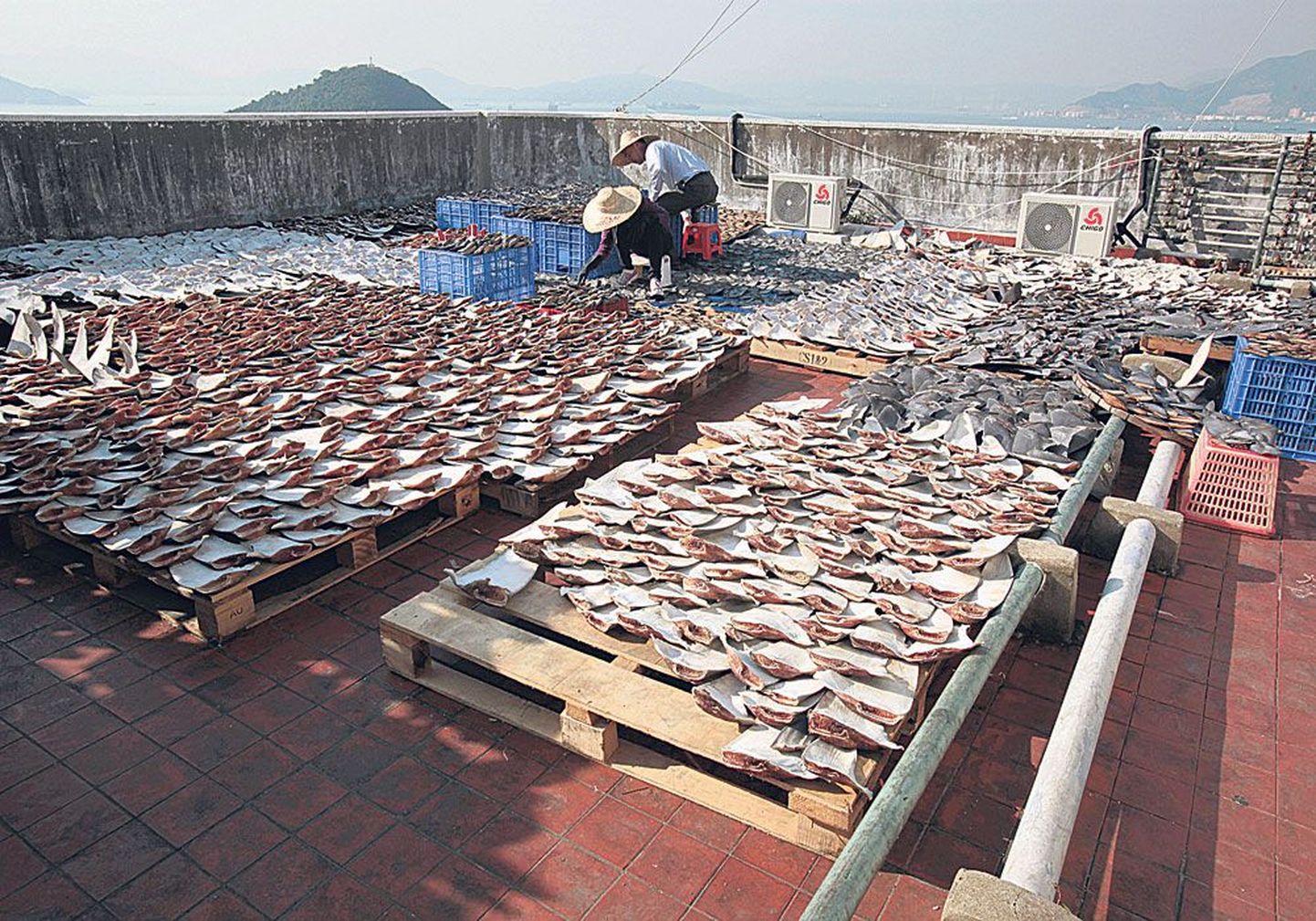 На крыше одного из заводов в Гонконге активисты по защите природы обнаружили около 20 000 акульих плавников. Очевидно, торговцы выставили их вялиться на солнце подальше от глаз общественности.