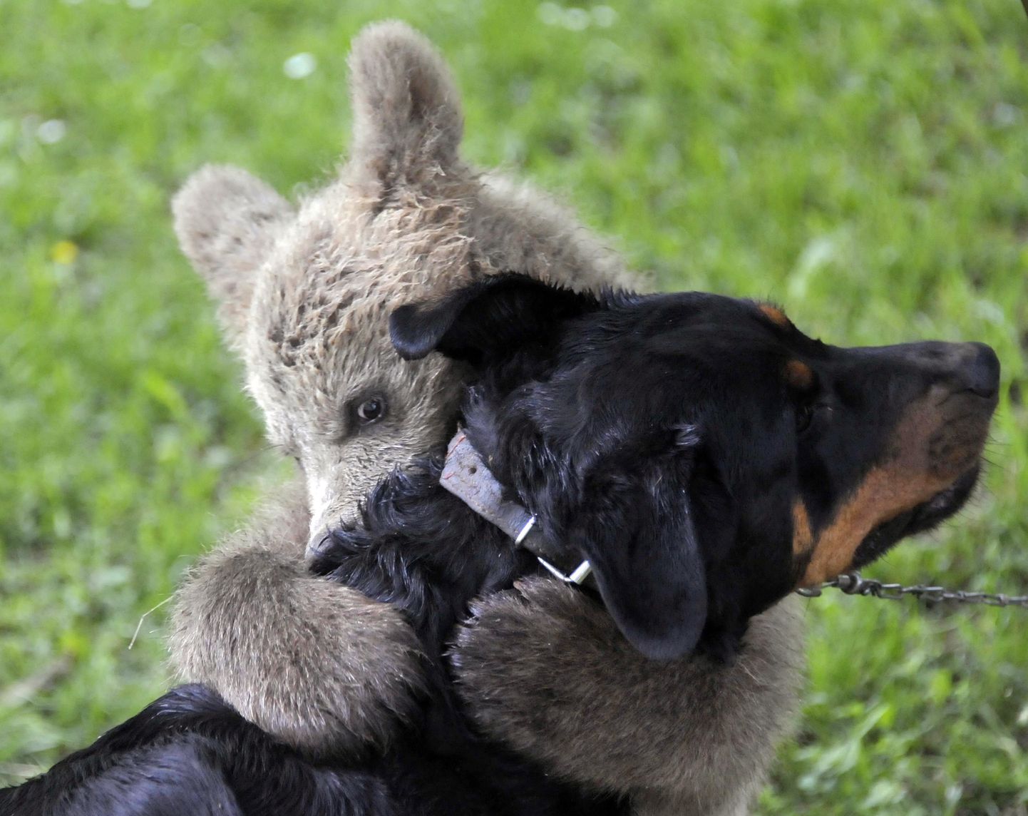 Karu Medo kallistab koera