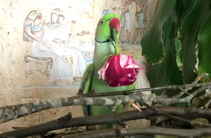 Орыс отбасылық оргия анальный секс