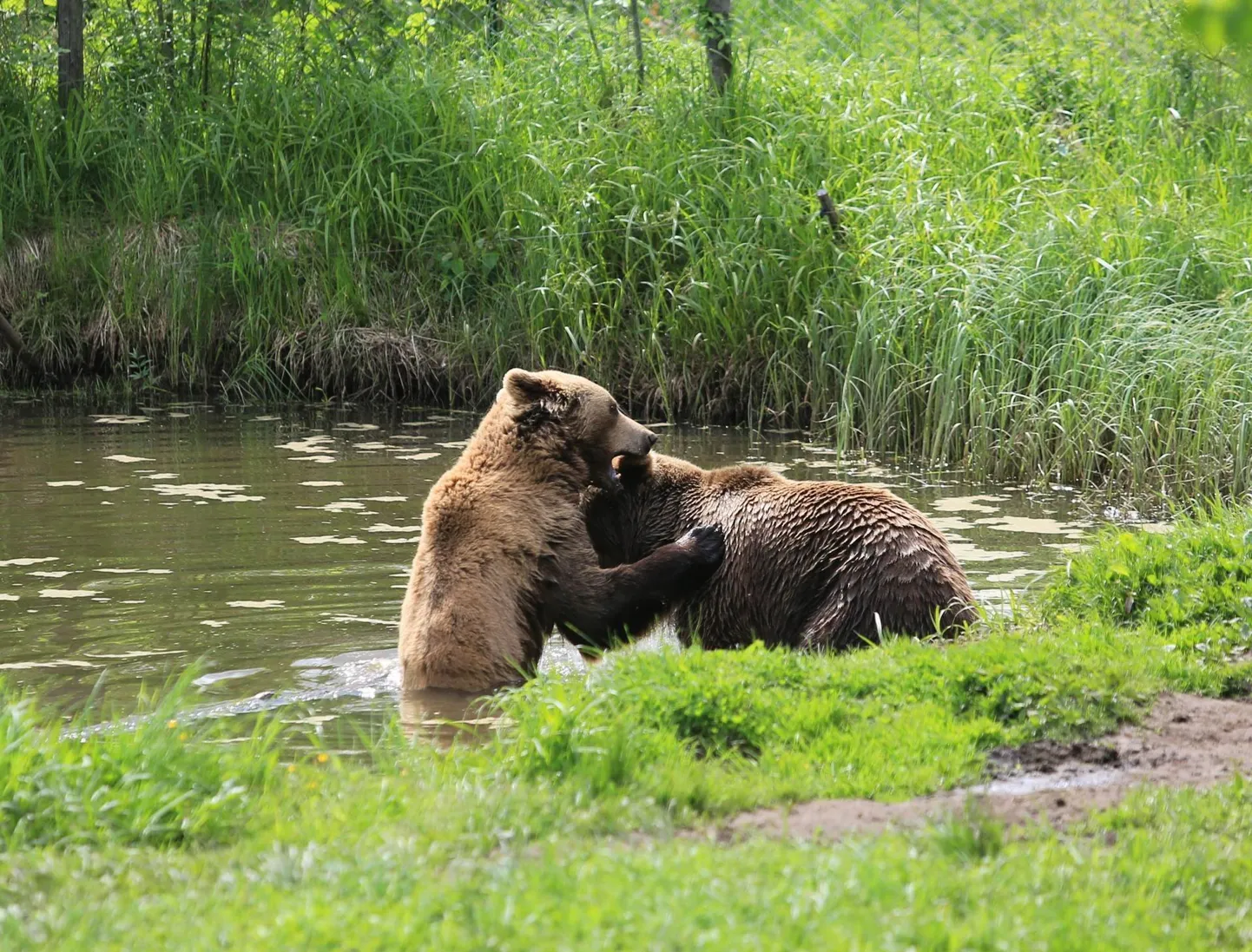 Läinud jahihoojal võis Pärnumaal küttida kuus pruunkaru. Karule võib pidada jahti 1. augustist 31. oktoobrini.