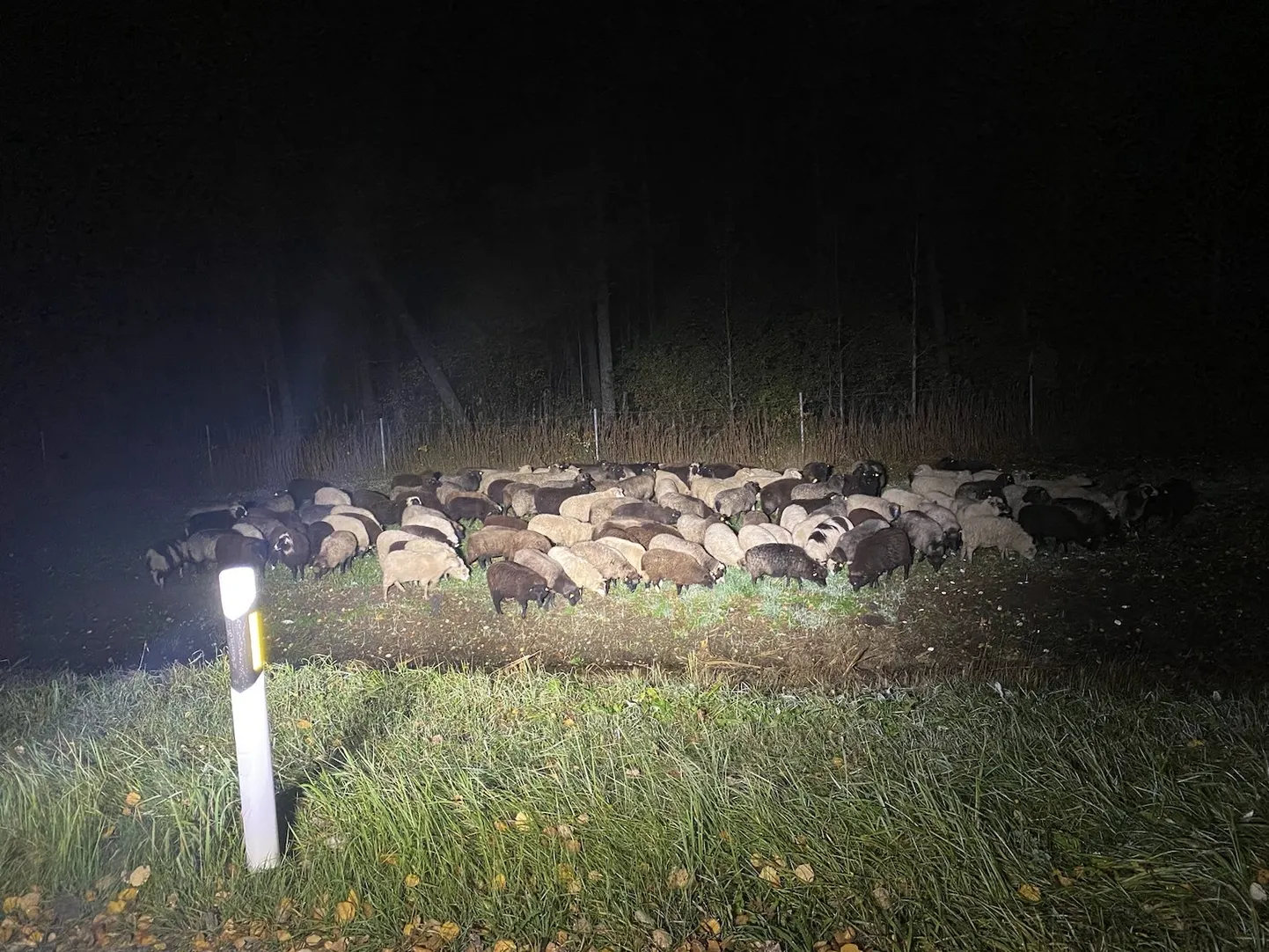 Jooksus olev lambakari Jõelähtme vallas