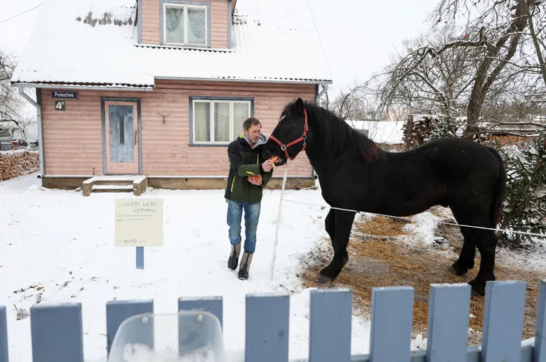 Tõnu Mägi tõi oma Puiestee 4 eramu hoovi hobuse.