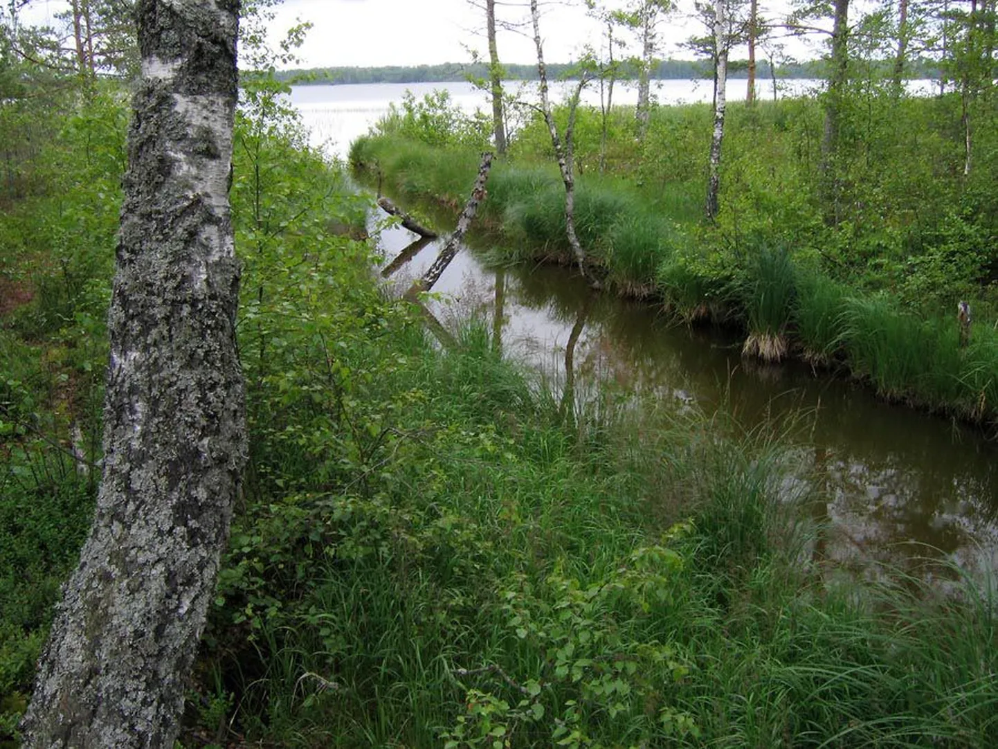 Looduskaunis Veisjärv, mille ligidusse metsa raadatud väiketaludest on säilinud vaid nimed.
