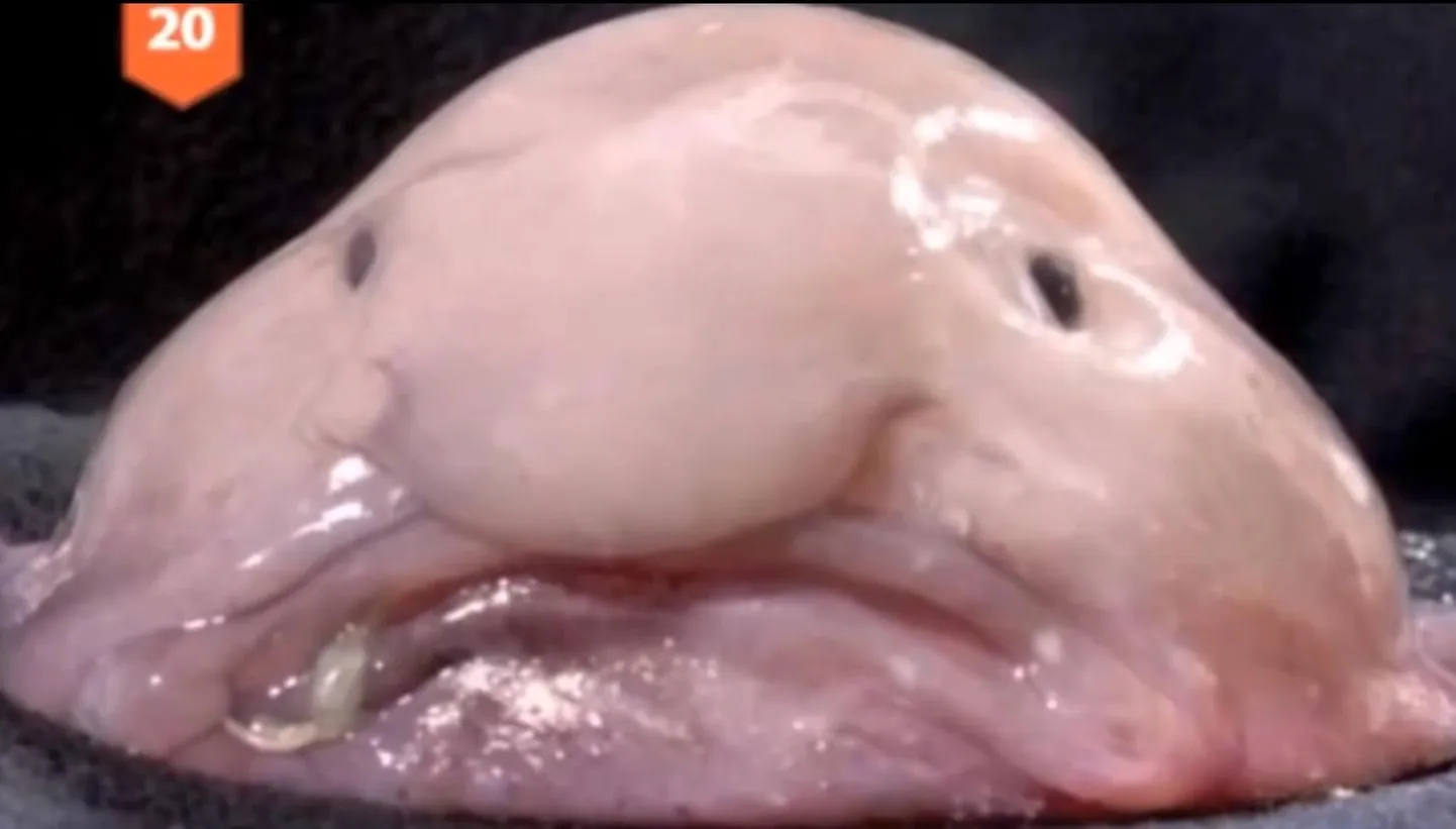 Tompkala (Psychrolutes marcidus)