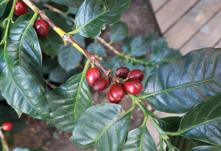 Toas kasvades kohvipuu küll vilju ei kanna või teeb seda väga harva, kuid on siiski huvitav ja igihalja lehestikuga dekoratiivne taim.