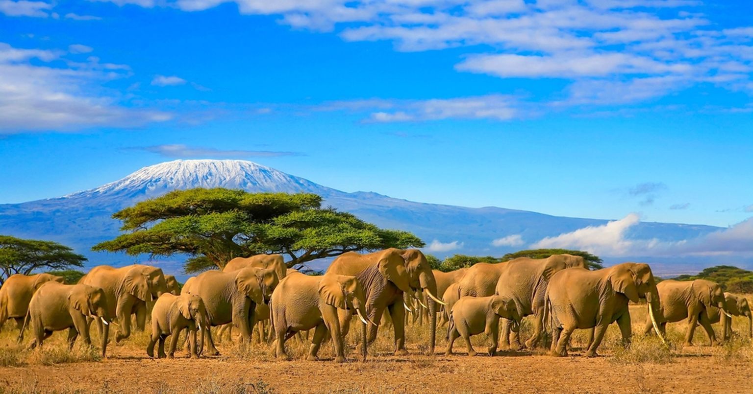 Kaunis maastik ja elevandid Tansaanias.