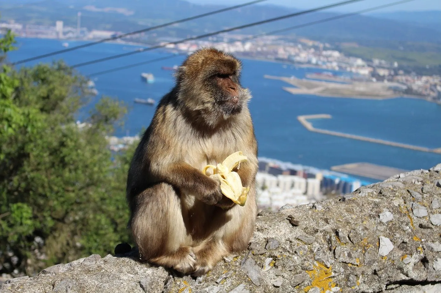 Artikli foto