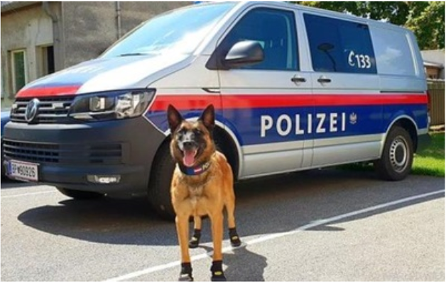 Полицейские собаки в Вене