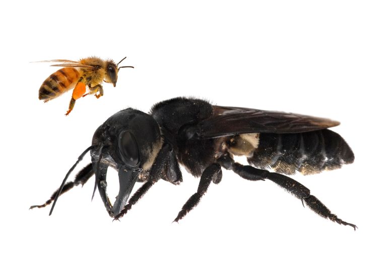 Võrdlus tavalise mesilasega