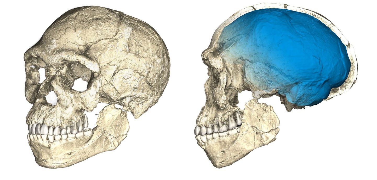 Homo sapiens galvaskausa rekonstrukcija.