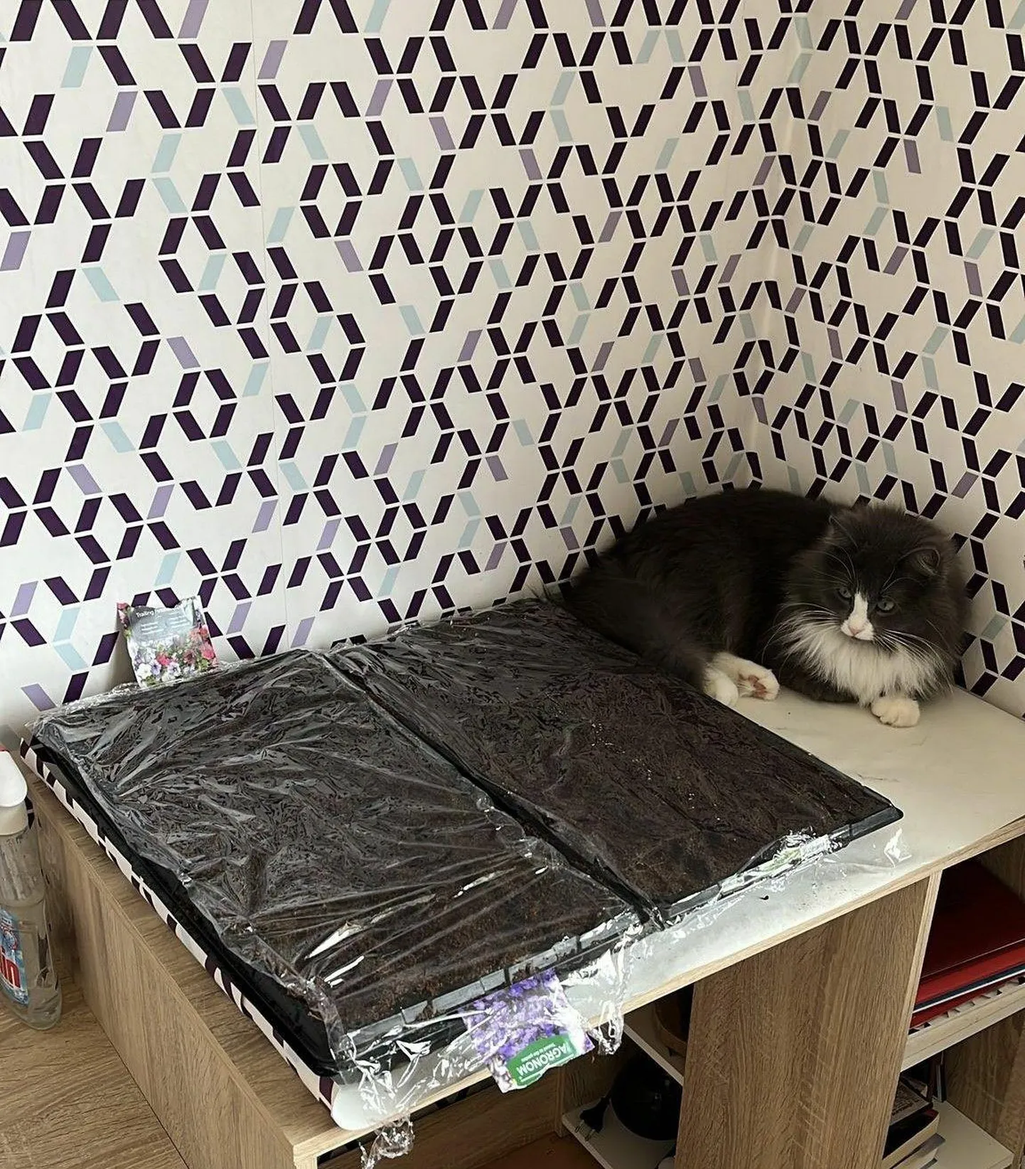 Pille Siimar saatis foto oma taimeaiast koos turvamehega. 20. märtsil läksid tal mulda ripplobeelia, ripp-petuunia ja rippbegoonia seemned.