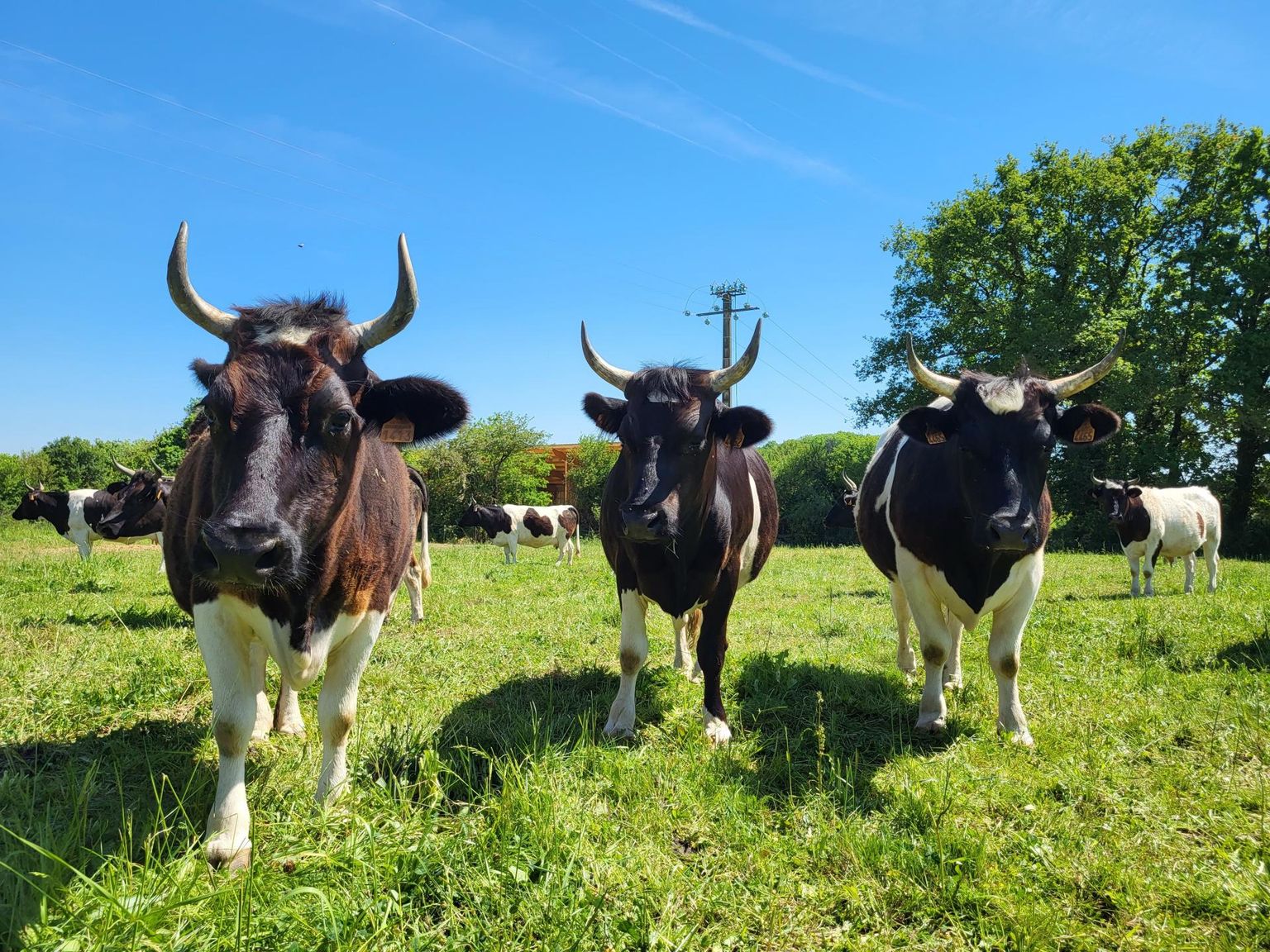 Bretonne Pie Noir tõugu lehmad elavad talus La ferme des 7 chemins. Lehmad on märksa väiksemad, kui meie harjunud oleme. Ka piimaand on väiksem, suvel 14 liitrit päevas.

8 × Teele Üprus