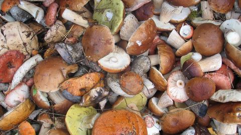 Бегом на природу: в лесах Эстонии пошли грибы