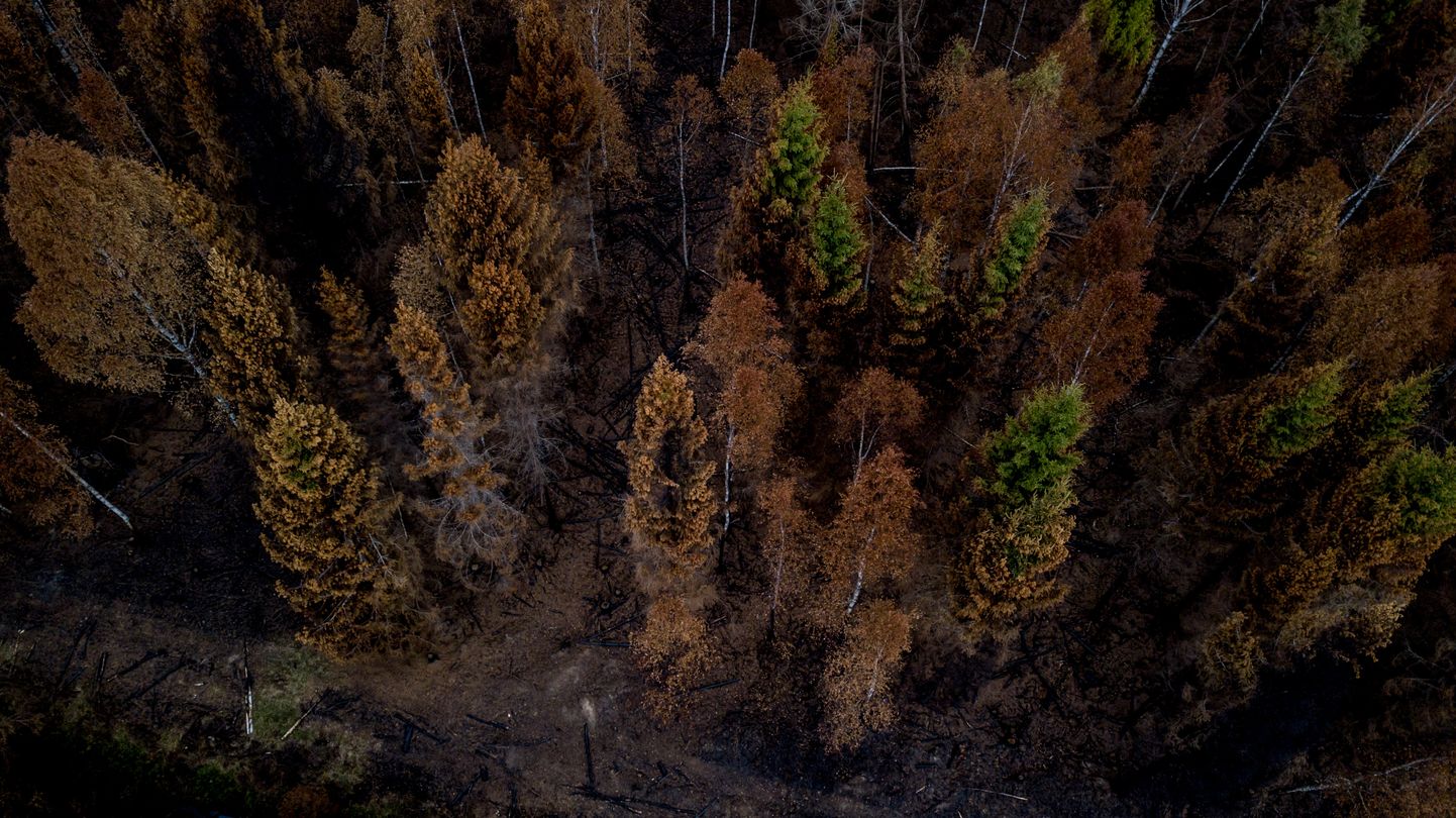 Põlenud mets