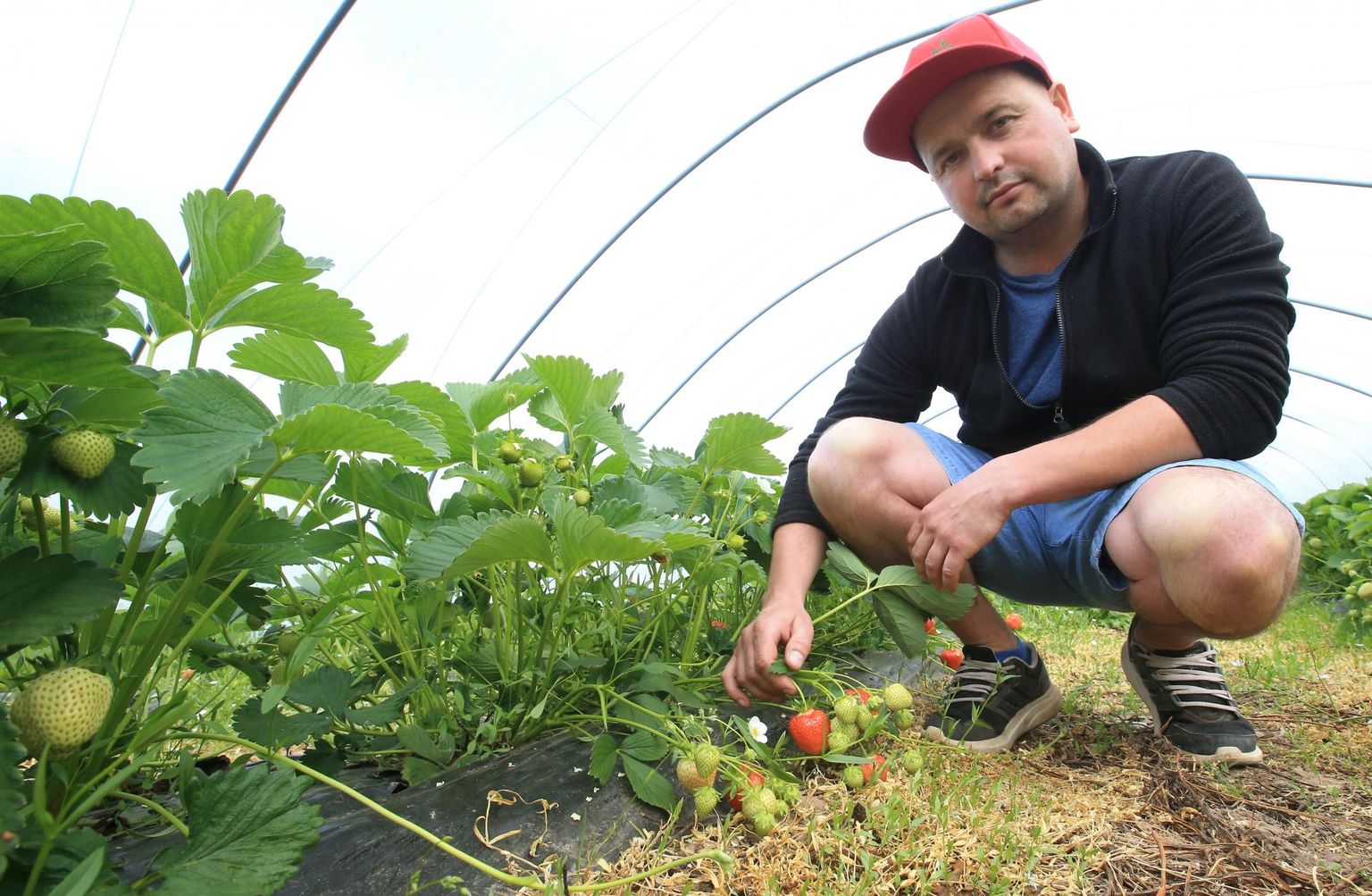 Loodus ei oota. Paavo Otsuse kasvuhoones on maasikad küll juba valmis, kuid töödega ollakse jännis, sest töökäsi napib.